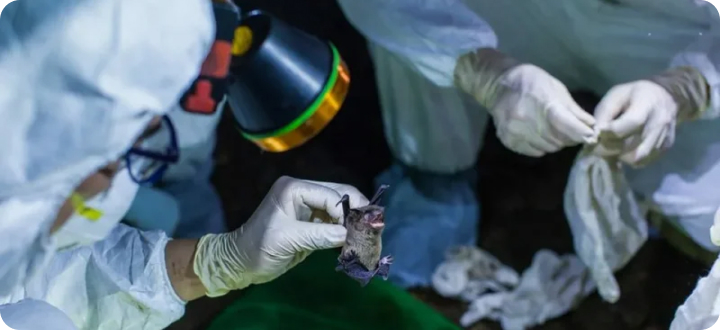 bat corona testing